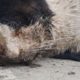 Rescue Poor Cat Has Worms Everywhere In the Eyes, Mouth and the Whole Head!