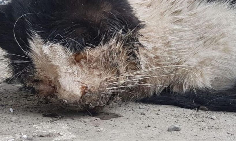 Rescue Poor Cat Has Worms Everywhere In the Eyes, Mouth and the Whole Head!