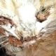 Rescue Poor Cat In a Miserable Condition & Amazing Transformation
