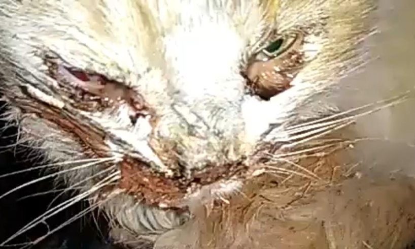 Rescue Poor Cat In a Miserable Condition & Amazing Transformation