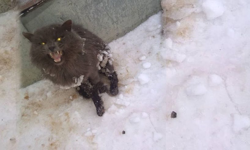Rescue Poor Cat Was Crushed & Lying Still Under The Cold Snow