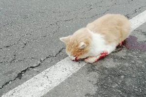 Rescue Poor Cat Was Dying After A Tragic Accident Make You Cry So Much