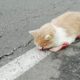 Rescue Poor Cat Was Dying After A Tragic Accident Make You Cry So Much
