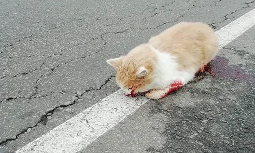 Rescue Poor Cat Was Dying After A Tragic Accident Make You Cry So Much