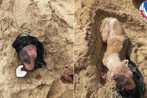 Rescue Poor Dog From Being Buried Alive In The Sand To a Beautiful & Thriving Dog