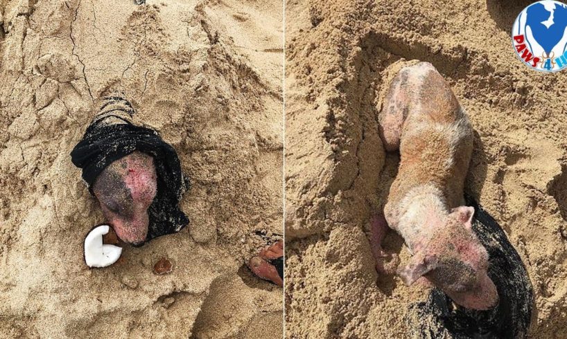 Rescue Poor Dog From Being Buried Alive In The Sand To a Beautiful & Thriving Dog