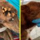 Rescue Poor Dog Full of Ticks & Totally Malnourished, Her Owner Don't Want Her Anymore!