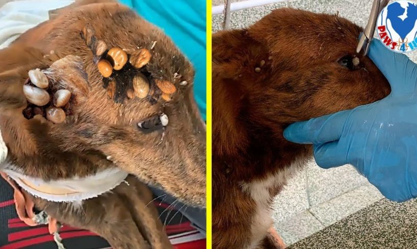 Rescue Poor Dog Full of Ticks & Totally Malnourished, Her Owner Don't Want Her Anymore!