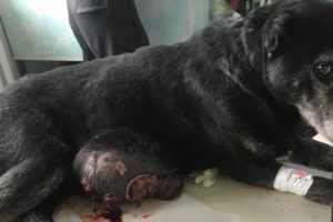 Rescue Poor Dog Has A Giant TUMOR, Got Rid of This Horror Hanging On Her Chest