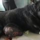 Rescue Poor Dog Has A Giant TUMOR, Got Rid of This Horror Hanging On Her Chest