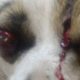 Rescue Poor Dog Has ONE EYE DROPED OUT, Broken Skull, Victim Of Traffic demons & human indifference