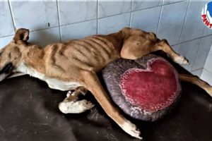 Rescue Poor Dog Is Walking Around Carrying This Huge Tumor (19lbs) Everywhere