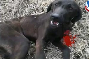 Rescue Poor Dog Just Staring & Waiting Who Helps His Heal