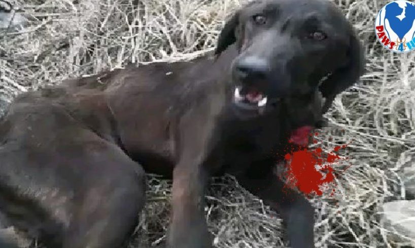 Rescue Poor Dog Just Staring & Waiting Who Helps His Heal