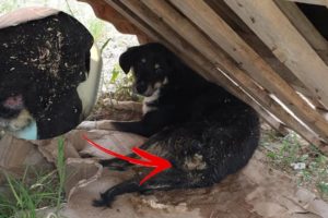 Rescue Poor Dog Run over by car, left at 40°C, without any help, eaten alive by worms