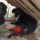 Rescue Poor Dog Run over by car, left at 40°C, without any help, eaten alive by worms