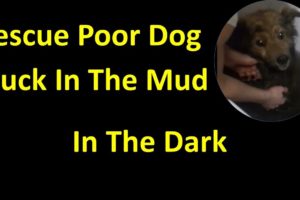Rescue Poor Dog Stuck In The Mud Layer Of A Drainage Hole In the dark
