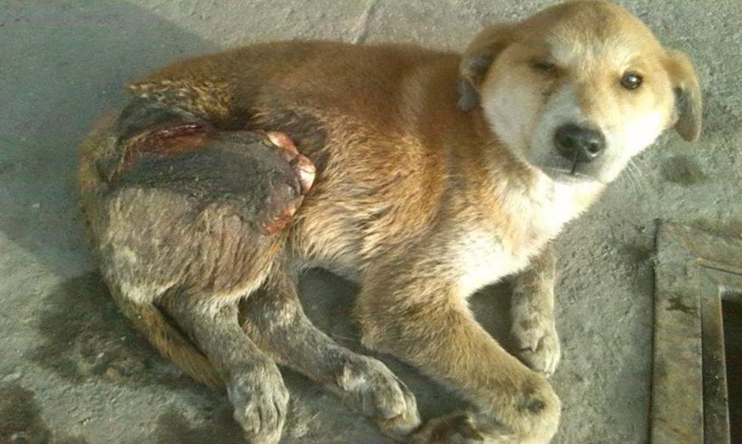 Rescue Poor Dog Suffered serious accident lying on the streets for 10 days without help