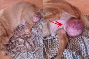 Rescue Poor Dog Testicle CanCer Suffered Severe Pains withour Help For Years