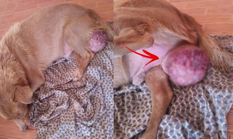 Rescue Poor Dog Testicle CanCer Suffered Severe Pains withour Help For Years