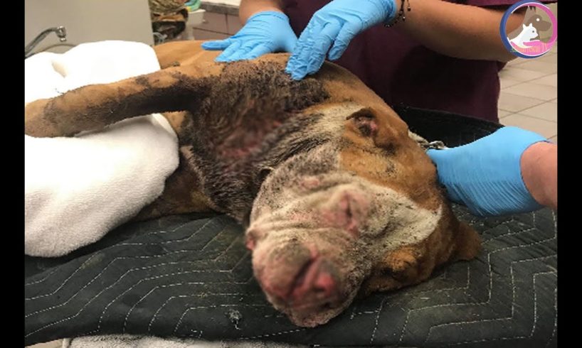 Rescue Poor Dog -Unbelievable Transformation