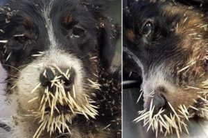 Rescue Poor Dog Was Attacked by Porcupine - Quills Removal