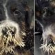 Rescue Poor Dog Was Attacked by Porcupine - Quills Removal