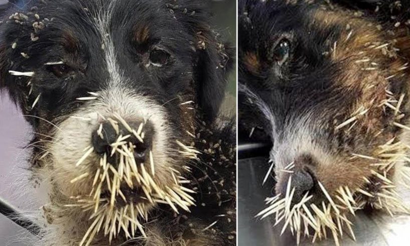 Rescue Poor Dog Was Attacked by Porcupine - Quills Removal