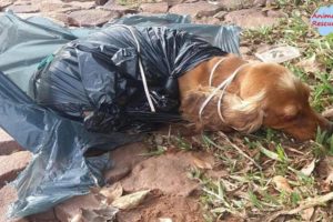 Rescue Poor Dog Was Beaten On The Head then be thrown in a trash bag with cables around the neck