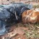 Rescue Poor Dog Was Beaten On The Head then be thrown in a trash bag with cables around the neck