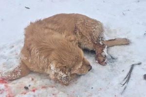 Rescue Poor Dog Was Beaten So Cruelly, Fainting In The Cold Snow