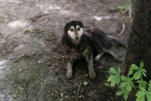 Rescue Poor Dog Was Broken Spine On The Roadside By Pitiful  Accident