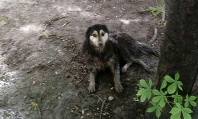 Rescue Poor Dog Was Broken Spine On The Roadside By Pitiful  Accident