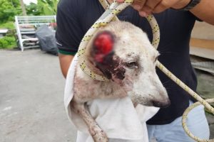 Rescue Poor Dog Was Cut off Both Two Ear By own