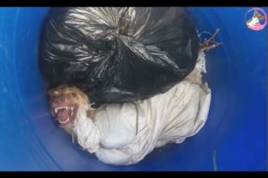 Rescue Poor Dog Was Stuffed In a Sack and Dumped inTrash | Animal Rescue TV