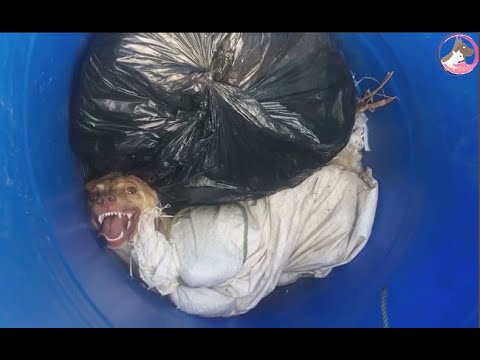 Rescue Poor Dog Was Stuffed In a Sack and Dumped inTrash | Animal Rescue TV