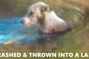 Rescue Poor Dog Was Thrown Into a Lake After Being Crashed By Car