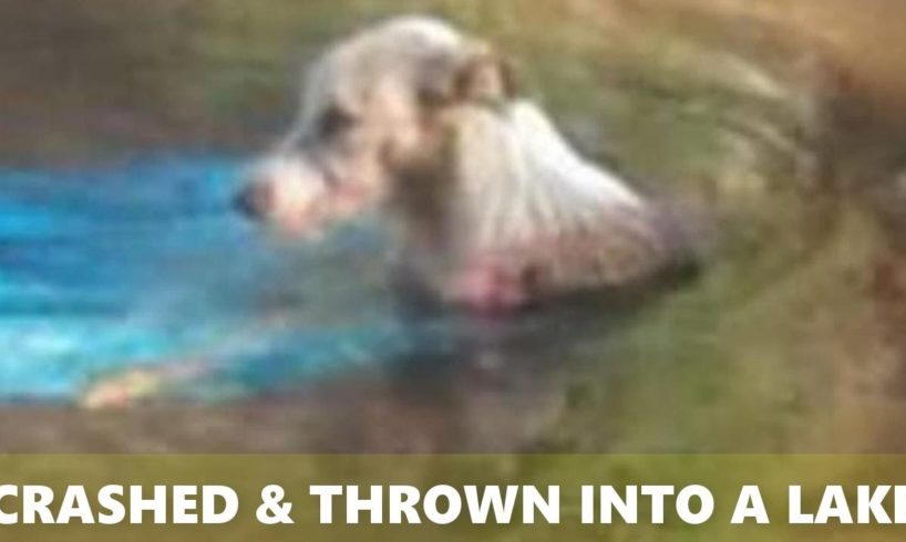 Rescue Poor Dog Was Thrown Into a Lake After Being Crashed By Car