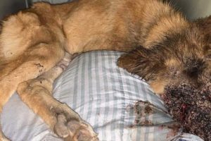 Rescue Poor Dog Was Tied a Stick And Left for Dead On The Side of the Road | Amazing Transformation