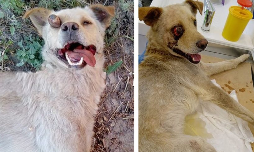 Rescue Poor Dog With Punctured Eye and Spine After Being Hit By A Truck
