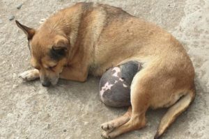 Rescue Poor Dog almost lost hope Because of Her Big Tumor