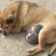 Rescue Poor Dog almost lost hope Because of Her Big Tumor