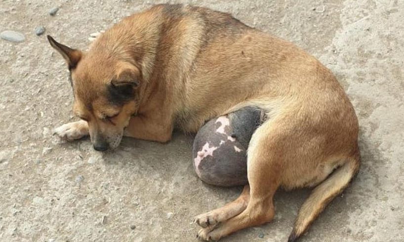 Rescue Poor Dog almost lost hope Because of Her Big Tumor