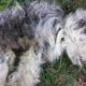Rescue Poor Dog was Abandoned Matted Fur, Maggots Eating body Alive Fighting for His Survivor