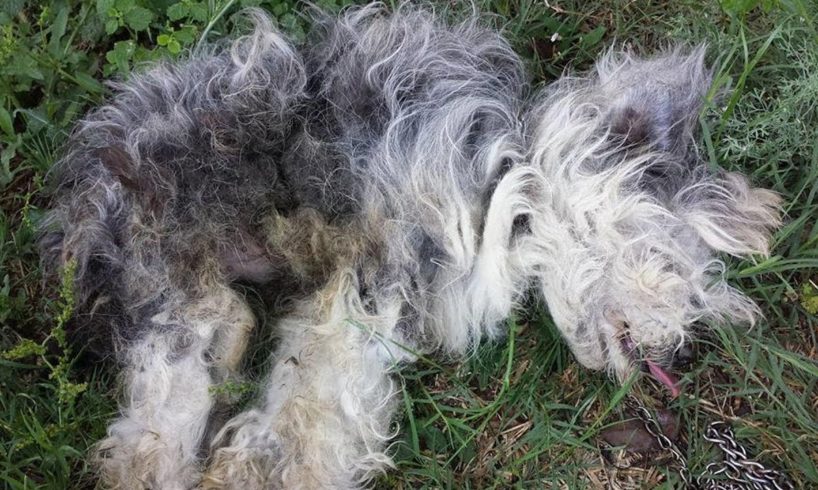 Rescue Poor Dog was Abandoned Matted Fur, Maggots Eating body Alive Fighting for His Survivor