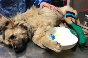 Rescue Poor Dog was Hit By Car let beside the road in agony for Days