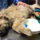 Rescue Poor Dog was Hit By Car let beside the road in agony for Days