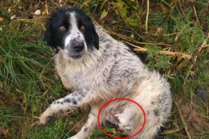 Rescue Poor Dog was Hit by Train Cut Off 2 Legs Blooding 3 Days without any Help