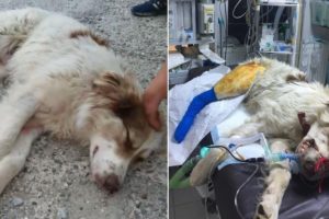 Rescue Poor Dog was Hit by crazy driver who was driving with over 100 km/h