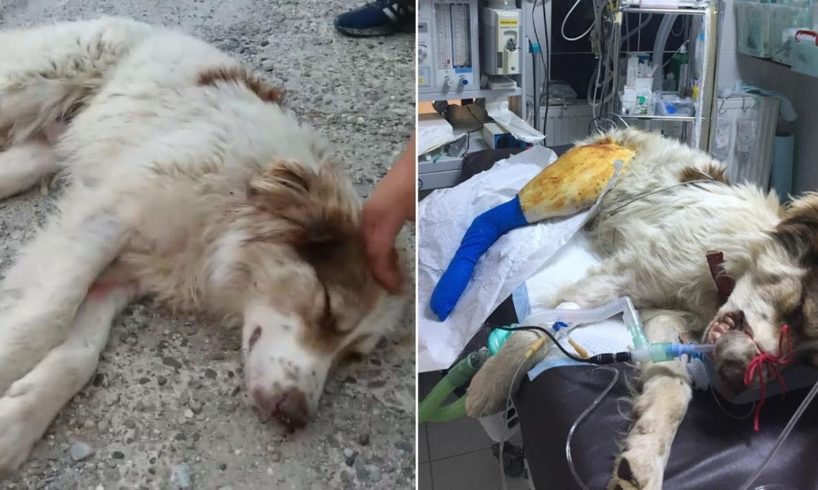 Rescue Poor Dog was Hit by crazy driver who was driving with over 100 km/h